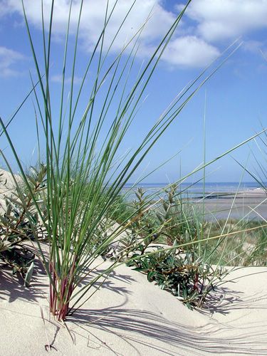 Plage de berck dans le nord Pas de calais proche de la picardie